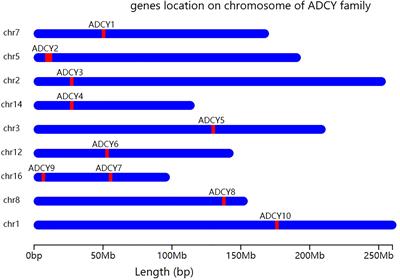 Targeting Adenylate Cyclase Family: New Concept of Targeted Cancer Therapy